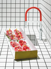 Essence Red Hose